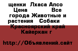 щенки  Лхаса Апсо › Цена ­ 20 000 - Все города Животные и растения » Собаки   . Красноярский край,Кайеркан г.